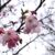 0325桜通り沿い元茨木川緑地の桜の花アップIMG_9546
